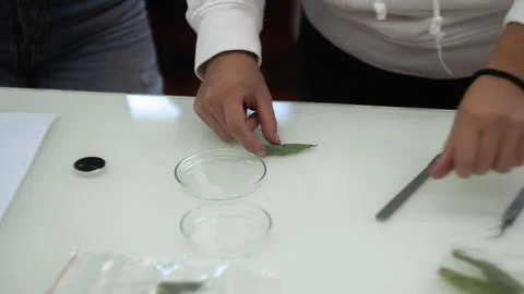 Sample preparation for the microscope, experiment in the laboratory Stock Photos