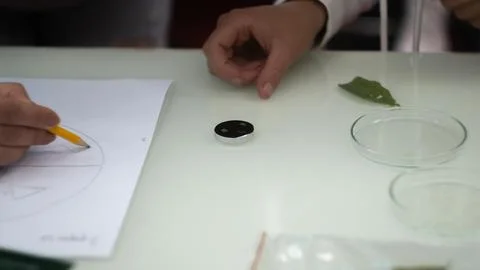 Sample preparation for the microscope, experiment in the laboratory Stock Photos