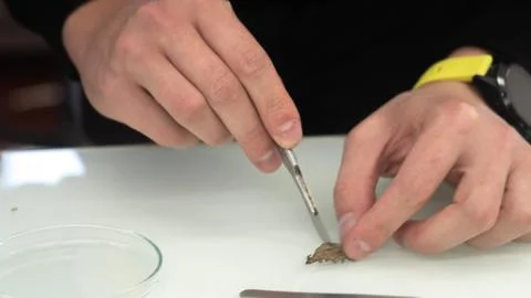 Sample preparation for the microscope, experiment in the laboratory Stock Photos