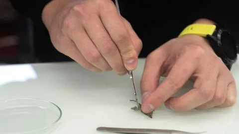 Sample preparation for the microscope, experiment in the laboratory Foto stock