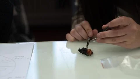 Sample preparation for the microscope, experiment in the laboratory Stock Photos