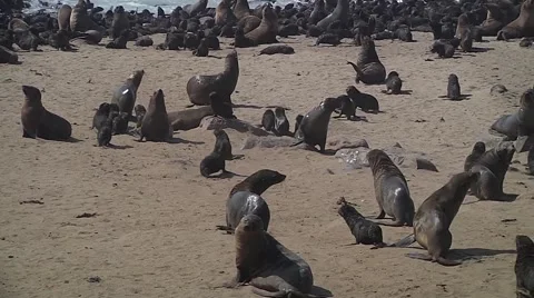 A sample of sea lion colony where the animals living together Stock Footage 59189278