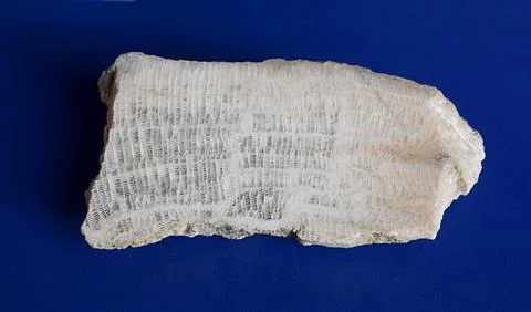 A sample of stromatolite limestone on a blue background. Stock Photos