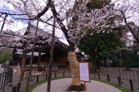 Sample tree Cherry Blossoms of Yasukuni Shrine Tokyo Japan Foto stock