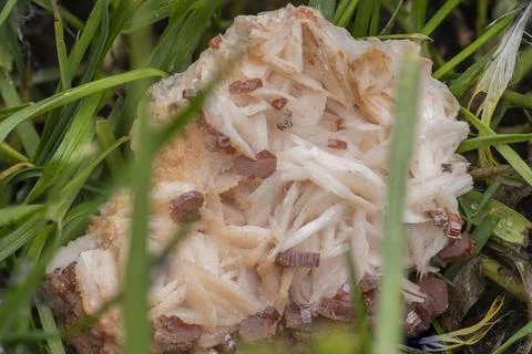 Sample of vanadinite and baryte in the grass of the garden Foto stock