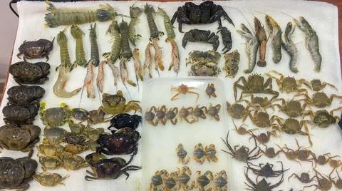 Samples of fresh seafood including crabs, spider-crabs, shrimp, mantis shrimp Stock Photos