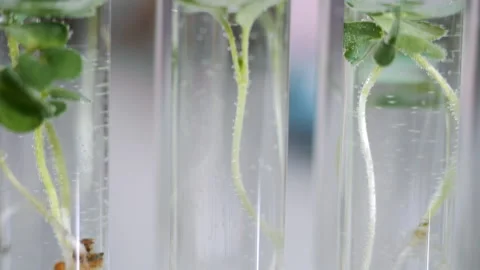 Samples of green plants in test tubes in the laboratory. Stock Footage 302178653