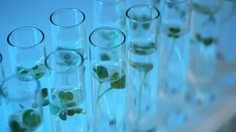 Samples of green plants in test tubes in the laboratory. Stock Footage 302182379