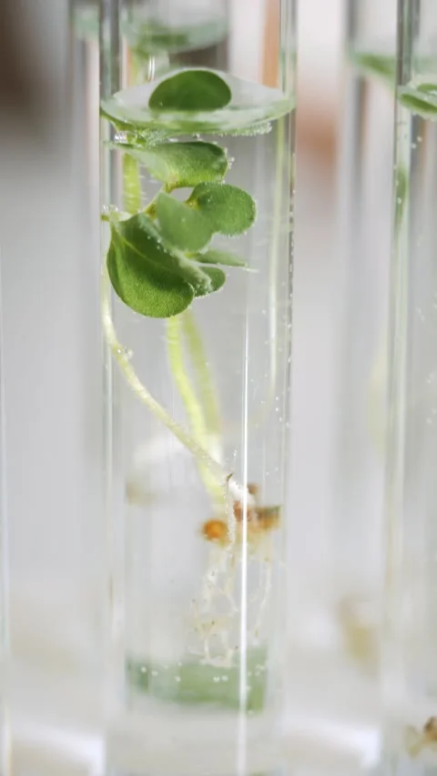 Samples of green plants in test tubes in the laboratory. Stock Footage 303623608