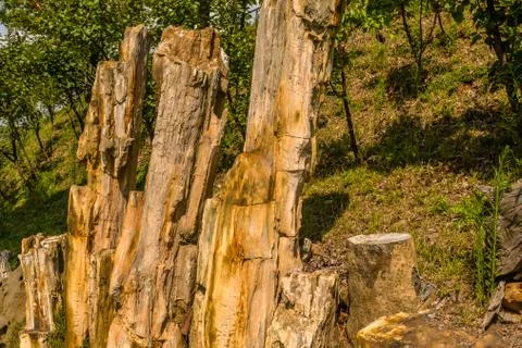 Samples of petrified wood Stock Photos