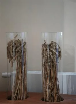 Samples of rye grains and oats in glass containers. Stock Photos