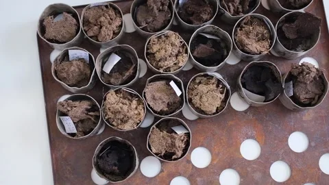 Samples of various soil for analysis. Geodetic laboratory Stock Footage 231739554