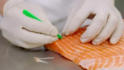 Sampling of fish bones Stock Footage 150967160