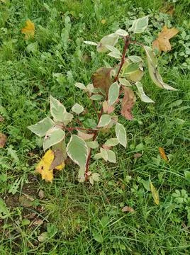 Samshid Stock Photos