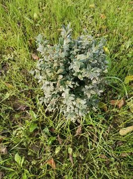 Samshid Stock Photos