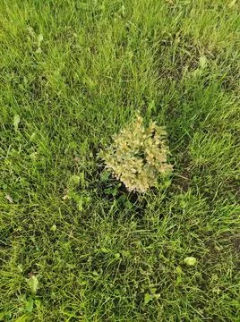 Samshid Stock Photos