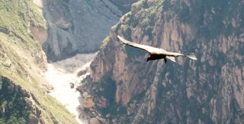 SAMSUNG CSC Condors above the Colca canyon at Condor Cross or Cruz Del Condor Stock Photos