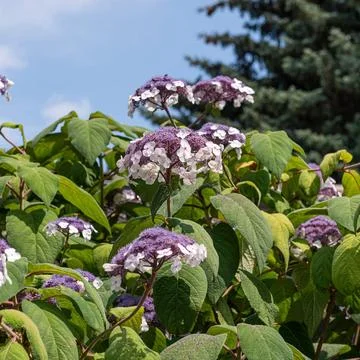 Samt-Hortensie (Hydrangea aspera Macrophylla ) McPHRM *** Velvet Hydrangea... Stock Photos
