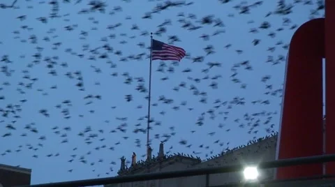 San Antonio Texas birds-flagHD Stock Footage