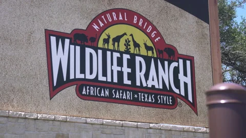 San Antonio, Texas - May 19 2020: Natural Bridge Wildlife Ranch Texas Safari Stock Footage 130803553