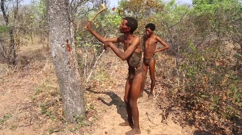 San Bushmen elder explains in click language how trees are used as food source. Stock Footage 44109997