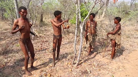 San Bushmen elder explains how flower is used in medicine &amp; handicrafts. Stock Footage 44111038