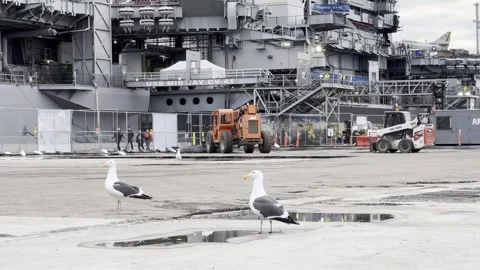 SAN DIEGO, CA - MARCH 12, 2025 - Seagulls on dock near USS Midway museum Stock Footage 345265562