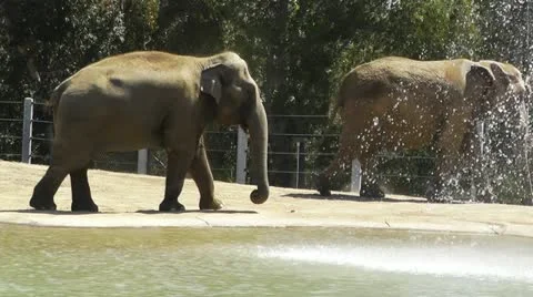 San Diego Zoo 16 elephant Stock Footage