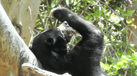 San Diego Zoo 45 sloth bear Stock Footage 11434853