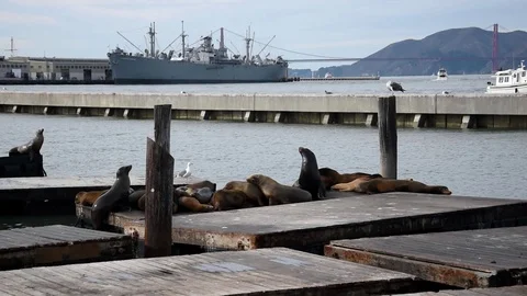 San Francisco Bay Stock Footage 101235529