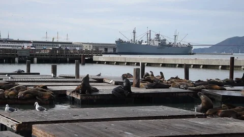San Francisco Bay Stock Footage 101236061