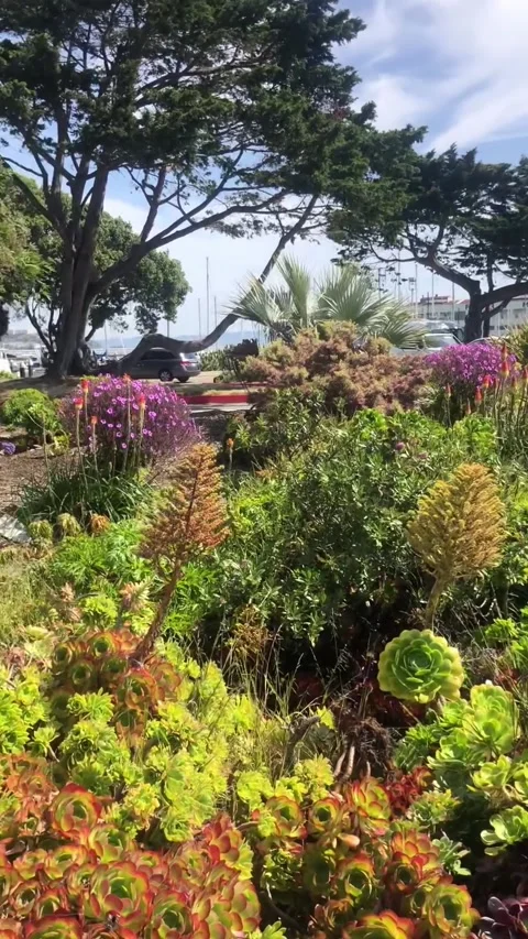 San Francisco, CA - April 29, 2022: Marina Green shows succulents and flowers. Stock-Footage 321501966