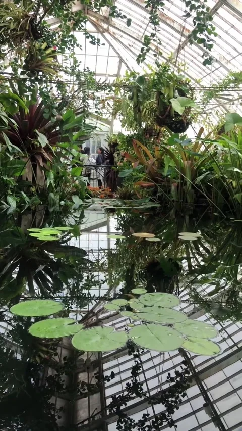 San Francisco, CA - April 30, 2022: Water reflects lush tropical plants. Stock-Footage 321502140
