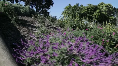 San Francisco Park 스톡 동영상 100158692