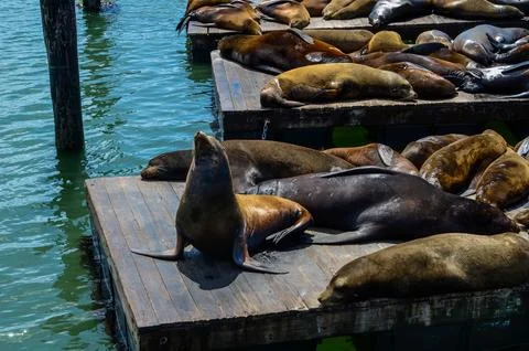 San Francisco USA California May 30, 2023 Sea lions sleep on the 39 pier Stock Photos