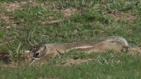 San Joaquin Antelope Ground Squirrel 1 Video stock 8496720