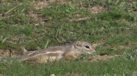 San Joaquin Antelope Ground Squirrel 2 Stock Footage 8506663