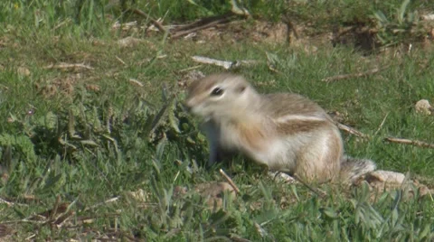 San Joaquin Antelope Ground Squirrel 3 Stock Footage 8506724