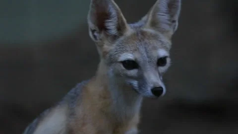 San Joaquin Kit Fox Looking Around Turning Head Close Up HD Stock Footage 146053635