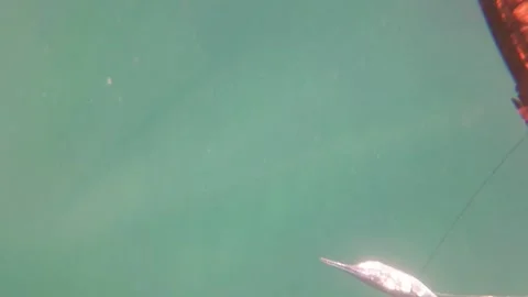 SAN JOSE DEL CABO BCS MEXICO-2023: A Fish That Is Floating In The Water Stock Footage 245838986