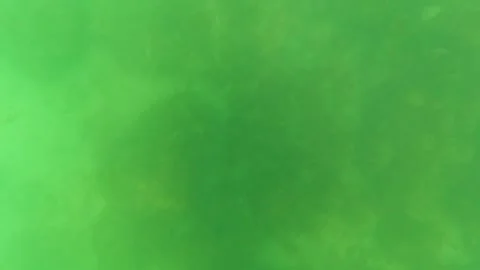 SAN JOSE DEL CABO BCS MEXICO-2023: A Bird Flying In The Air Over A Body Of Water Stock Footage 245840285