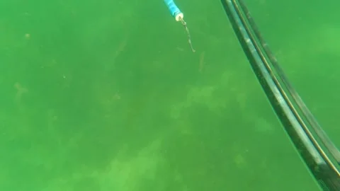 SAN JOSE DEL CABO BCS MEXICO-2023: A Group Of Fish Swimming In A Body Of Water Stock Footage 245840309