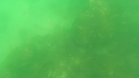 SAN JOSE DEL CABO BCS MEXICO-2023: A Group Of Fish Swimming In A Body Of Water Stock Footage 245840311
