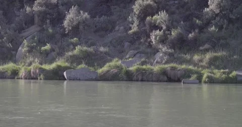 San Juan River alternate angle with cottonwood seeds drifting in morning ligh Stock Footage 335783472