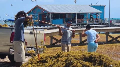 San Pedro, Belize. People Loading Seaweed in Truck. Cleaning Beach and 스톡 동영상 307299159