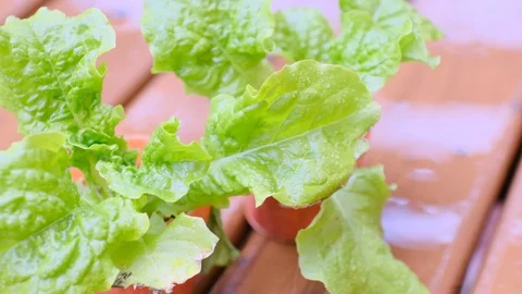 Sanchee 動画素材 128470606