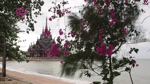 Sanctuary of truth and flowering tree in the Gulf of Thailand Stock Footage 176400576