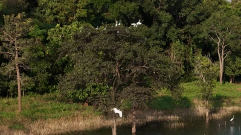 Sanctuary of White Wings: Flocks of Egrets in the Flooded Forest 스톡 동영상 342222345