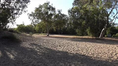 Sand and Eucalyptus at Sorek River Mouth park Stock Footage 131359729