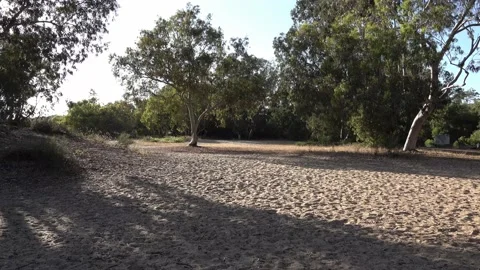 Sand and Eucalyptus at Sorek River Mouth park Stock Footage 131359818